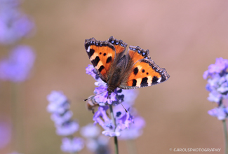 SMALL TORTOISESHELL (Aglais urticae)